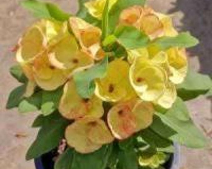Moonflower Thai Hybrid Crown of Thorns / Corona de Cristo