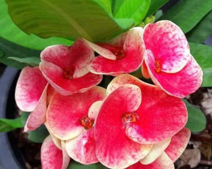 Seven Wonders Thai Hybrid Crown of Thorns / Corona de Cristo