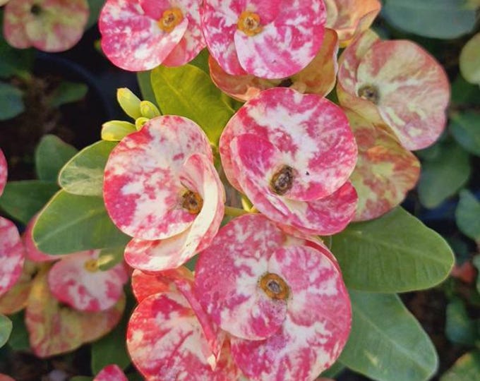 Dazzling Pink Thai Hybrid Crown of Thorns / Corona de Cristo