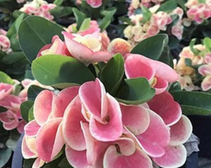 Daung Khew Thai Hybrid Crown of Thorns / Corona de Cristo
