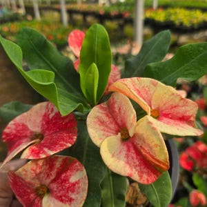 May include: Close-up of a potted plant with vibrant red and yellow flowers. The flowers have a unique pattern, with red streaks and spots on a yellow base. The plant has large, green leaves and is set against a blurred background of other plants.