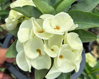 Ingfa Thai Hybrid Crown of Thorns / Corona de Cristo