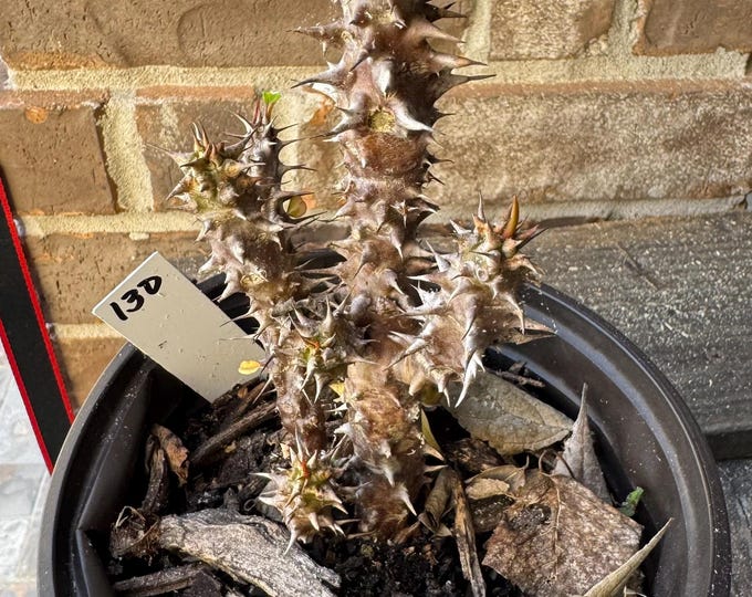 UNKNOWN COLOR Thai Hybrid (130) Crown of Thorns / Corona de Cristo