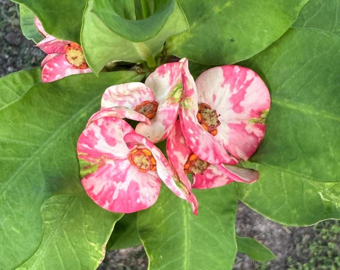 Jay Thai Hybrid Crown of Thorns / Corona de Cristo