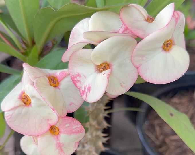 Rosalinda Thai Hybrid Crown of Thorns / Corona de Cristo