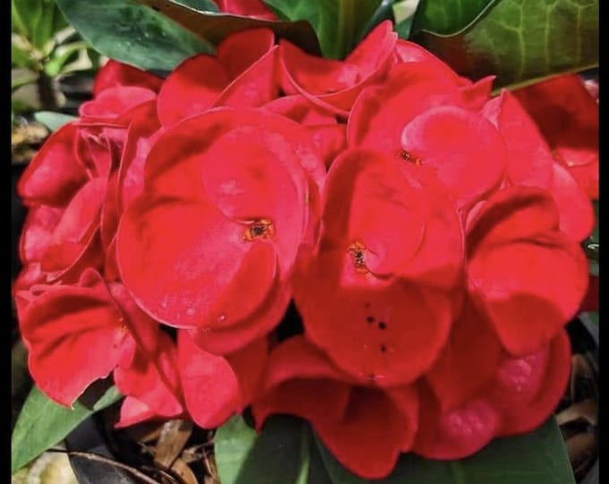 Phet Chao Phraya Thai Hybrid Crown of Thorns / Corona de Cristo