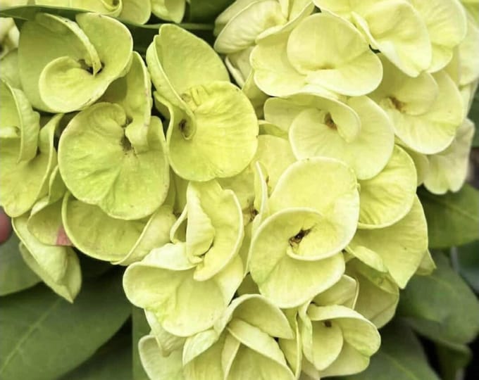 Yok U-Dom Thai Hybrid Crown of Thorns / Corona de Cristo