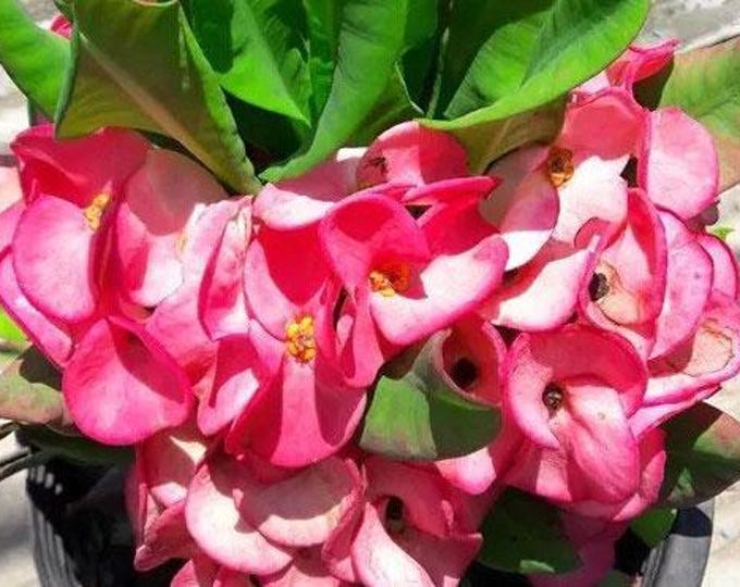 NanNiRaMitr Thai Hybrid Crown of Thorns / Corona de Cristo