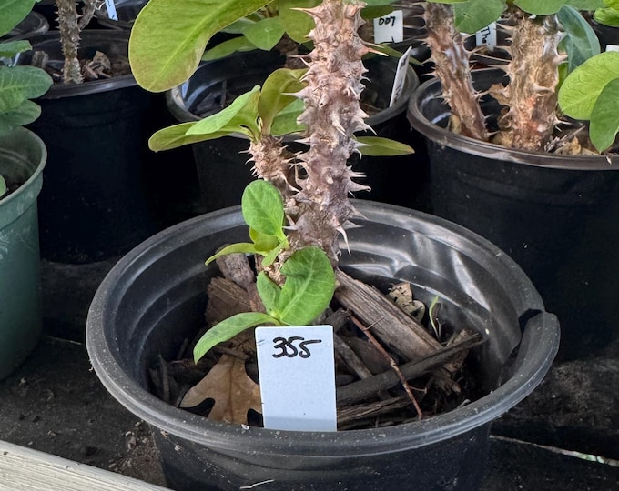 UNKNOWN COLOR (355) Thai Hybrid Crown of Thorns / Corona de Cristo