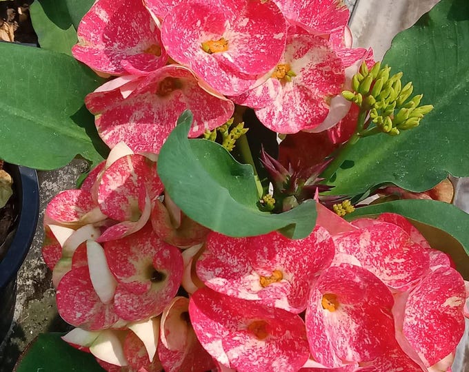 Sila PoonsapThai Hybrid Crown of Thorns / Corona de Cristo