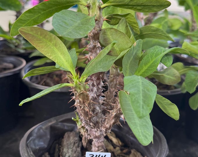 UNKNOWN COLOR (344) Thai Hybrid Crown of Thorns / Corona de Cristo