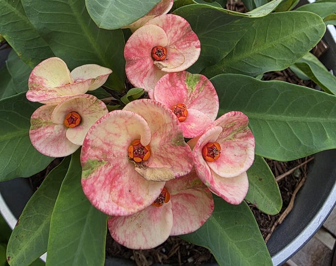 Pink Rainbow Thai Hybrid Crown of Thorns / Corona de Cristo