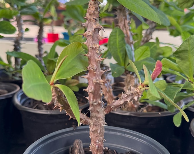 UNKNOWN COLOR (349) Thai Hybrid Crown of Thorns / Corona de Cristo