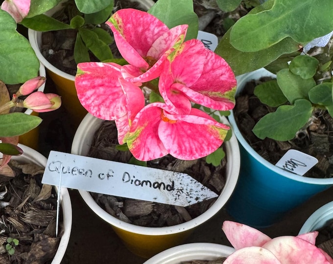 Queen of Diamond Thai Hybrid Crown of Thorns / Corona de Cristo