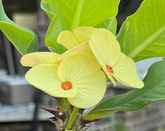 Pak Thong Chai o DURAZNO o REY DE Corona Amarilla de Espinas / Corona de Cristo
