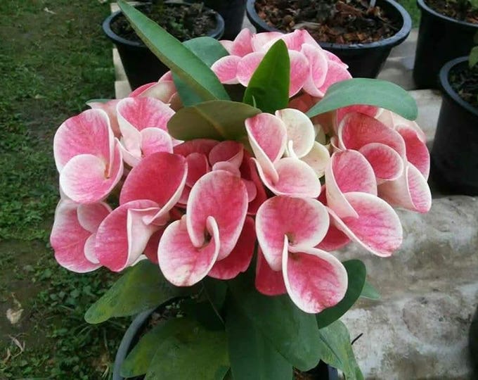 Strawberry Pearl Thai  Hybrid Crown of Thorns / Corona de Cristo