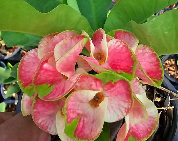 Manimekhala Thai Hybrid Crown of Thorns / Corona de Cristo