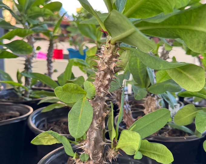 UNKNOWN COLOR (346) Thai Hybrid Crown of Thorns / Corona de Cristo