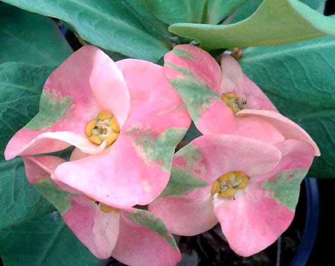 Kissing Pink Thai Hybrid Crown of Thorns / Corona de Cristo