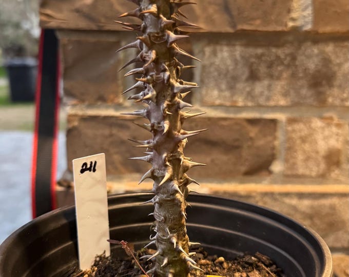 UNKNOWN COLOR Thai Hybrid (211) Crown of Thorns / Corona de Cristo