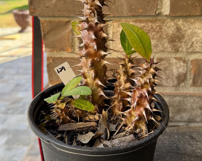 UNKNOWN COLOR Thai Hybrid (129) Crown of Thorns / Corona de Cristo