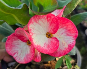 Blush Halo Thai Hybrid Crown of Thorns / Corona de Cristo