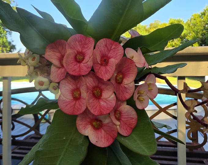 Coral Majesty Thai Hybrid Crown of Thorns / Corona de Cristo