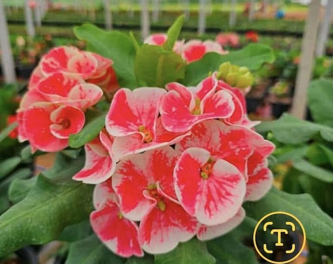 Tong Mon Tra Thai Hybrid Crown of Thorns / Corona de Cristo