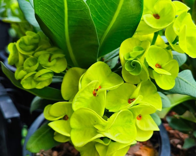 Ekwilai Thai Hybrid  Crown of Thorns / Corona de Cristo