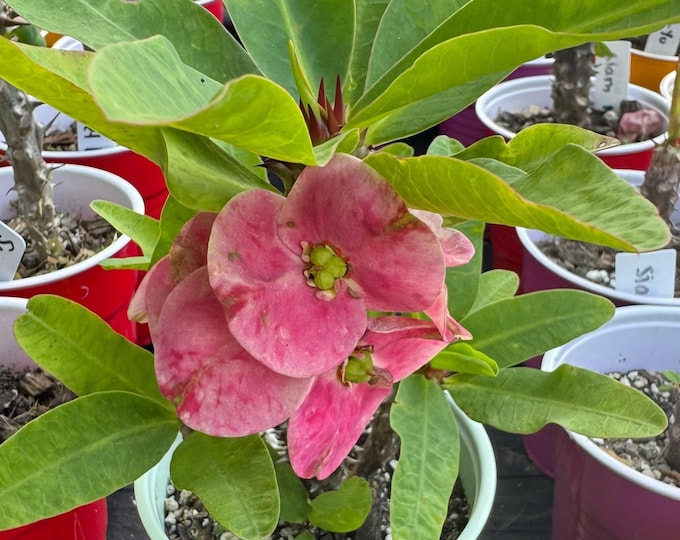 Commanders Diamond  Thai Hybrid Crown of Thorns / Corona de Cristo