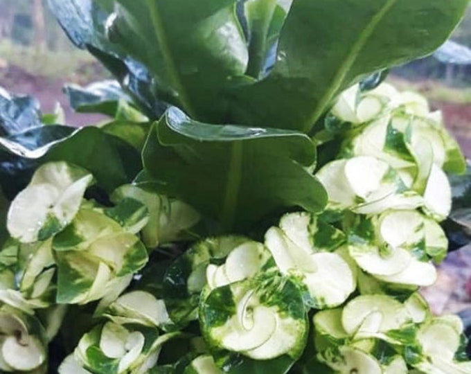 Snow Green Thai Hybrid Crown of Thorns / Corona de Cristo