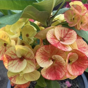 Peut inclure: Gros plan sur une plante fleurie aux fleurs vibrantes. Les fleurs présentent un mélange de teintes jaunes et rouges, avec des motifs complexes. Des feuilles vertes et des tiges épineuses sont également visibles, créant une composition naturelle et texturée.
