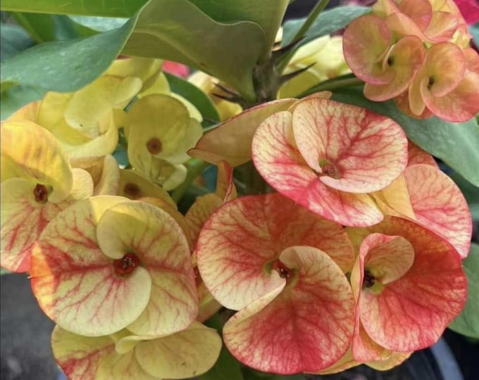 Sap Sirichok Thai Hybrid Crown of Thorns / Corona de Cristo