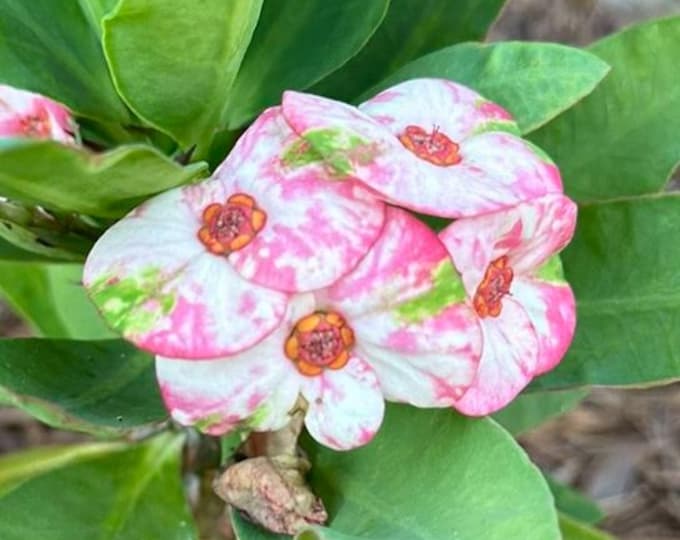 Jay Thai Hybrid Crown of Thorns / Corona de Cristo