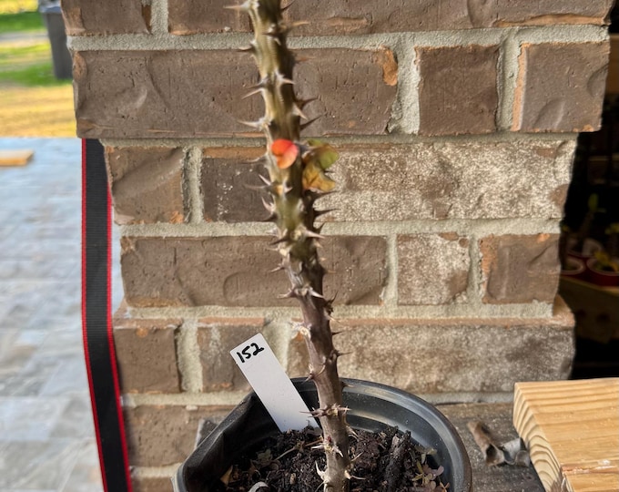 UNKNOW COLOR Thai Hybrid (152) Crown of Thorns / Corona de Cristo