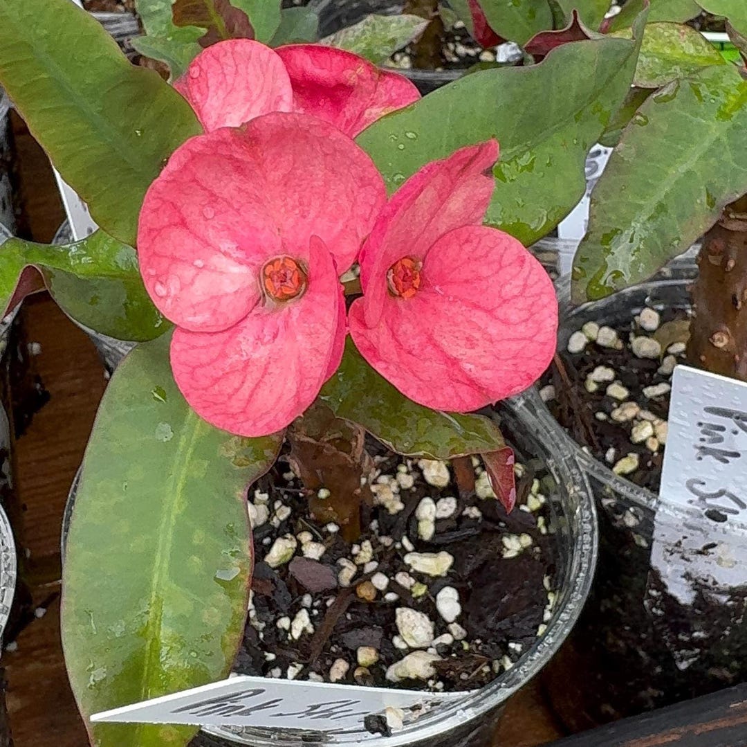 Pink Star Thai Hybrid Crown of Thorns / Corona De Cristo - Etsy