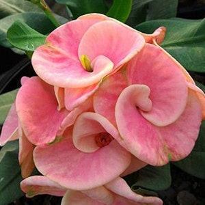 Couronne d'épines hybride thaïlandaise arc-en-ciel rose / Corona de Cristo