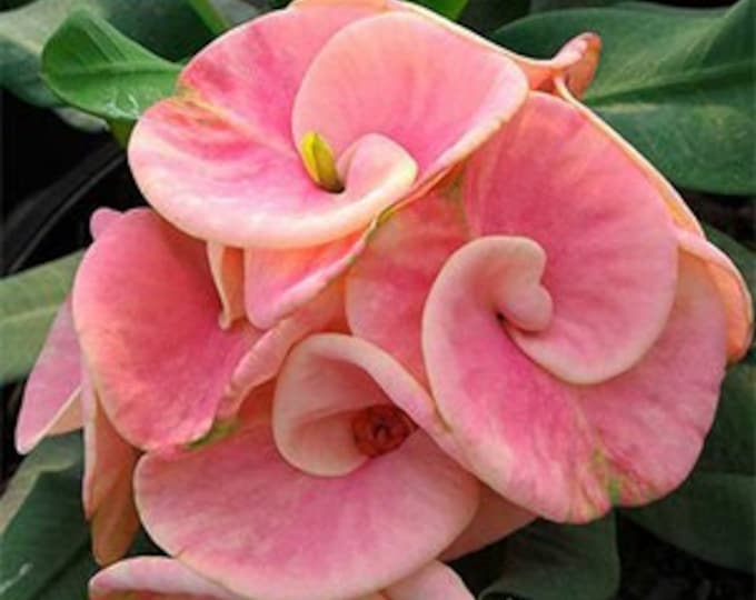 Pink Rainbow Thai Hybrid Crown of Thorns / Corona de Cristo