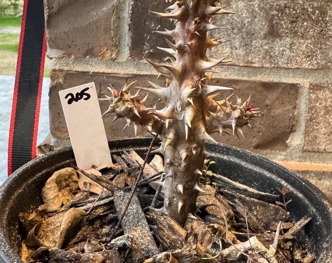 UNKNOWN COLOR Thai Hybrid (205) Crown of Thorns / Corona de Cristo