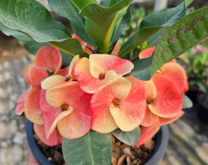 Fire Blush Thai Hybrid Crown of Thorns / Corona de Cristo