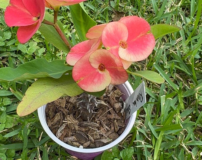 Rainbow Shadow Thai Hybrid Crown of Thorns / Corona de Cristo