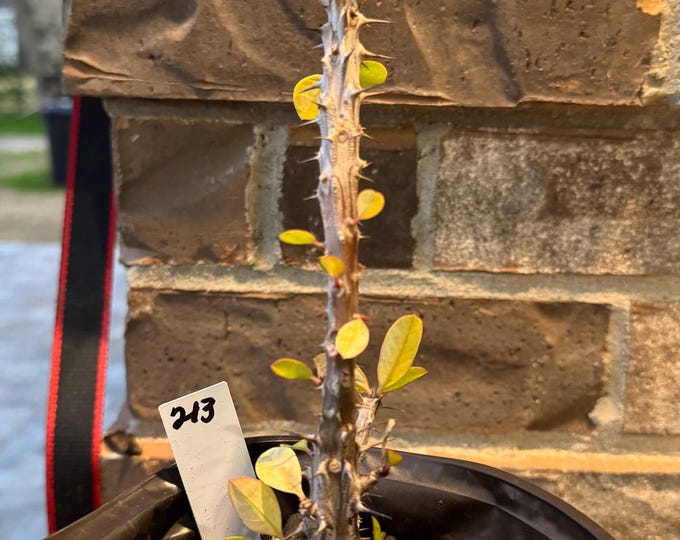 UNKNOWN COLOR Thai Hybrid (213) Crown of Thorns / Corona de Cristo