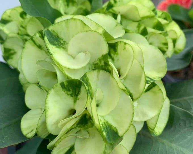 Waew-Ma-Yu-Ra OR Amazon Forest Thai Hybrid Crown of Thorns / Corona de Cristo