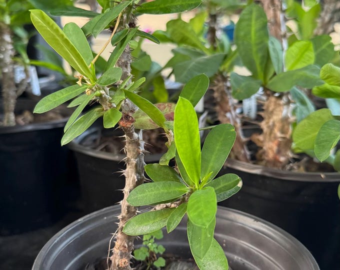 UNKNOWN COLOR (359) Thai Hybrid Crown of Thorns / Corona de Cristo