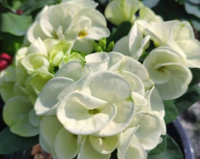 Pure White Thai Hybrid Crown of Thorns / Corona de Cristo
