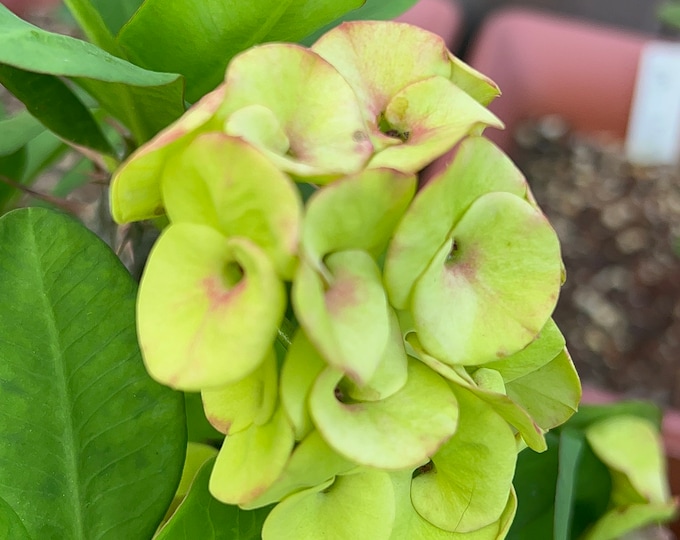 Green Apple Thai Hybrid Crown of Thorns / corona de cristo