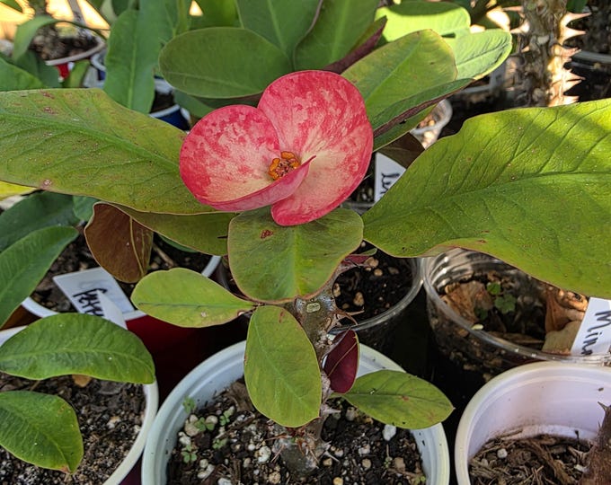 YarMo Thai Hybrid Crown of Thorns / Corona de Cristo