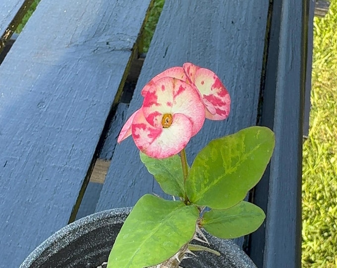 Red Stars Thai Hybrid Crown of Thorns / Corona de Cristo