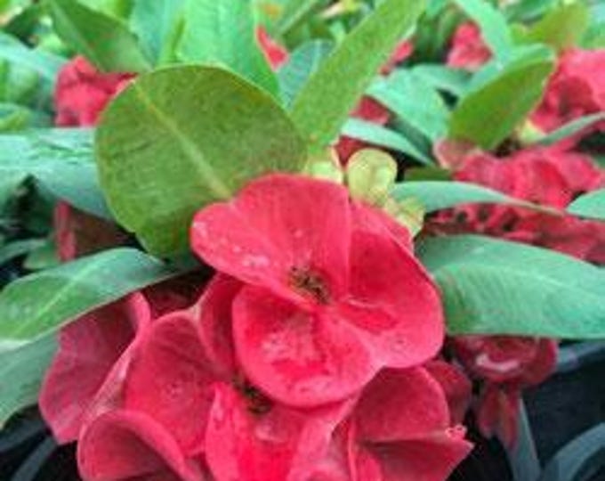 Wealthora Thai Hybrid Crown of Thorns / Corona de Cristo