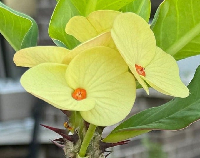 Pak Thong Chai or DURAZNO or KING OF Yellow Crown of Thorns / Corona de Cristo